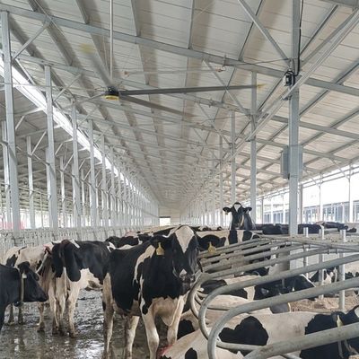Harga yang bagus 6.1m 20FT kipas langit-langit industri dengan 6Pcs Aluminium Magnesium paduan bilah dan tahan lama on line